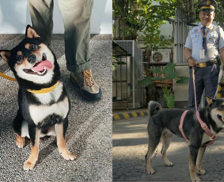 shoyu inu shiba dog the alley at karrivin