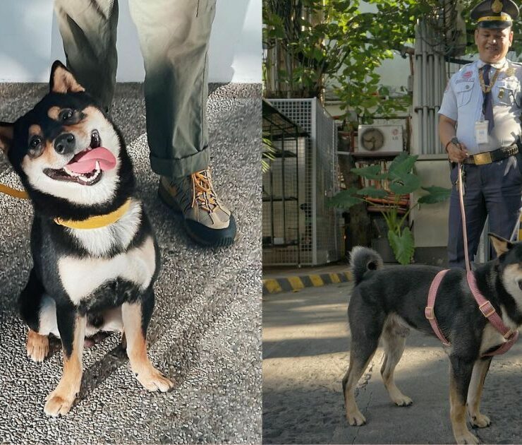 shoyu inu shiba dog the alley at karrivin